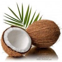供应椰子产品