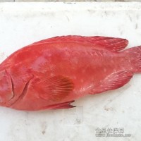 出售南亚放血石斑鱼