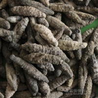 小鸿水产供应   北极参大量批发