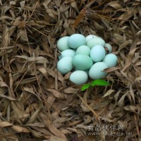 五黑鸡所产的鸡蛋，绿壳鸡蛋，高营养鸡蛋，鸡蛋