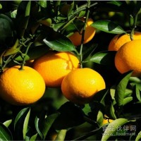 【批发供应】峡阳甜桔柚 好品质 好吃口 消费者广泛