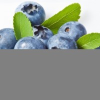 日本进口欧洲蓝莓提取物