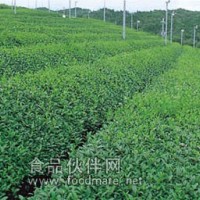 （套餐 E）茶叶中农药残留检测200项