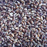 专业生产黑小麦种  供应黑小麦种子