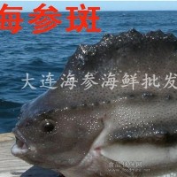 海参斑 斑鱼 料理刺身用 北极