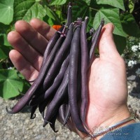 紫芸豆种子 紫色四季豆