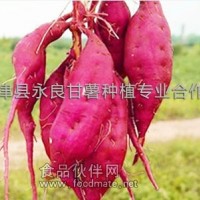 供应优质徐薯22-延津县脱毒红薯