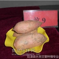 厂家长期供应龙薯9号-优质红薯
