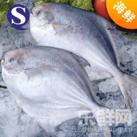舟山海鲜冷冻鲳鱼/平鱼/白银鲳250-280g/条扁鱼银鲳鱼海鲜鱼