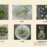 植物遗传转化一体化技术服务