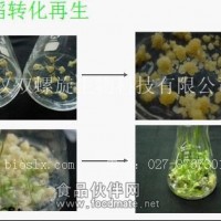 水稻转基因实验  水稻遗传转化技术服务平台