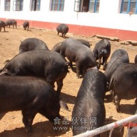 黑猪肉 就在舌尖中国