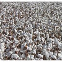 大铃高产高衣分高品质棉花品种——