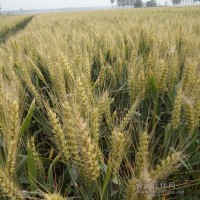 供应小麦种子品种矮杆大穗型三抗1号