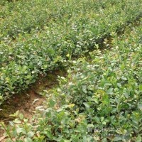 省林科院认定的湘林以及三华系列高产油茶苗