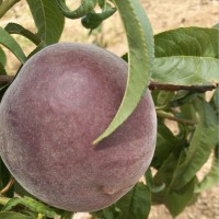 晚熟桃品种黑桃树苗价格