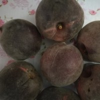 新品种桃树苗黑桃品种