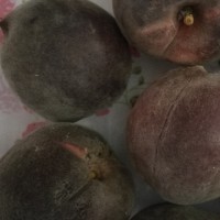 桃树苗品种黑桃树苗价格