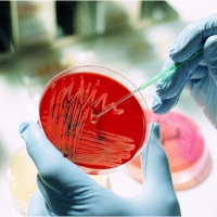 微生物测试服务-食品测试-检验报告
