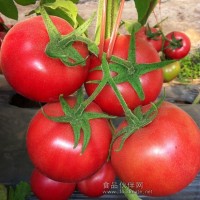大丰收番茄种子/高产番茄种子
