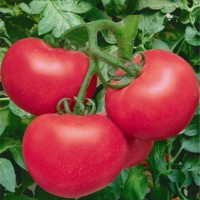荷兰巨粉番茄种子/大果番茄种子