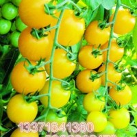 黄宝石番茄种子，小番茄种子，进口特色番茄种子
