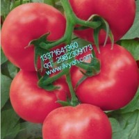 鹿特丹番茄种子/正品番茄种子