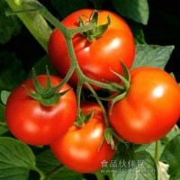 红果番茄种子/抗病毒番茄种子