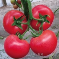 金刚钻番茄种子/抗ty番茄种子/耐裂