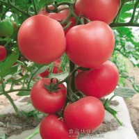 斯蒂夫番茄种子/早熟高硬度番茄种子