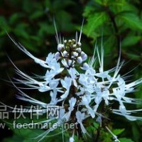 猫须草提取物