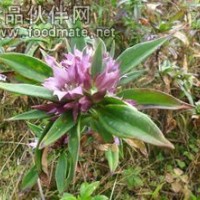 龙胆草提取物（龙胆苦甙4%）