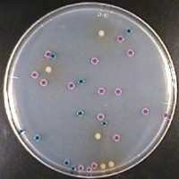 大肠菌群/大肠杆菌三色显色培养基