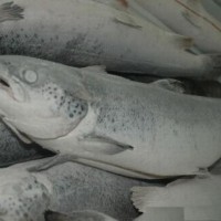 深圳进口北欧度的三文鱼需要注意的事项