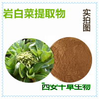 岩白菜提取物 岩白菜浓缩粉 岩白菜浸膏粉 岩白菜浸膏颗粒