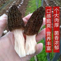 一揽芳华新货珍贵羊肚菌干货家庭装羊肚蘑菇蘑菇肉质细嫩