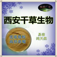 布渣叶水溶粉厂家定制天然浓缩烘焙干燥性味浓郁