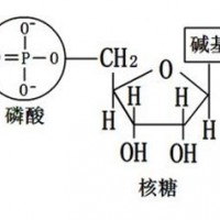 婴幼儿食品和乳品中核苷酸的检测