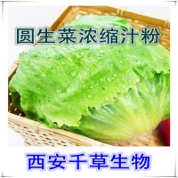 圆生菜提取物圆生菜浓缩汁粉厂家生产植物提取物 定做浸膏
