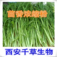 茴香菜提取物茴香菜浓缩汁粉厂家生产提取物