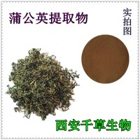 蒲公英提取物 药食同源天然浓缩烘焙干燥性味浓郁 厂家生产