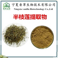 半枝莲提取物厂家供应 半枝莲提取液 半枝莲粉 通经草萃取粉