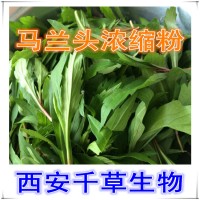 水溶性马兰头天然提取物马兰头浓缩粉厂家生产植物提取物