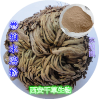 卷柏水溶粉 厂家生产植物提取物定做卷柏浓缩浸膏