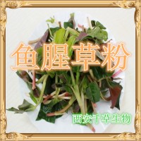 鱼腥草提取物鱼腥草粉药食同源实力厂家生产