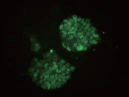 IX3 Nanog的免疫荧光染色