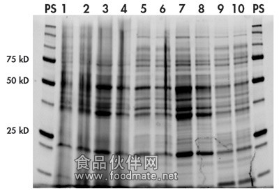 http://www.anbiosci.com/image/NoviPureProtein-Fig2.jpg