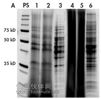 http://www.anbiosci.com/image/NoviPureProtein-Fig1a.jpg