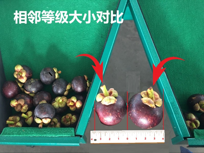 山竹选果机重量分选