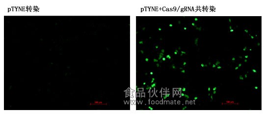 cas9geneknockout